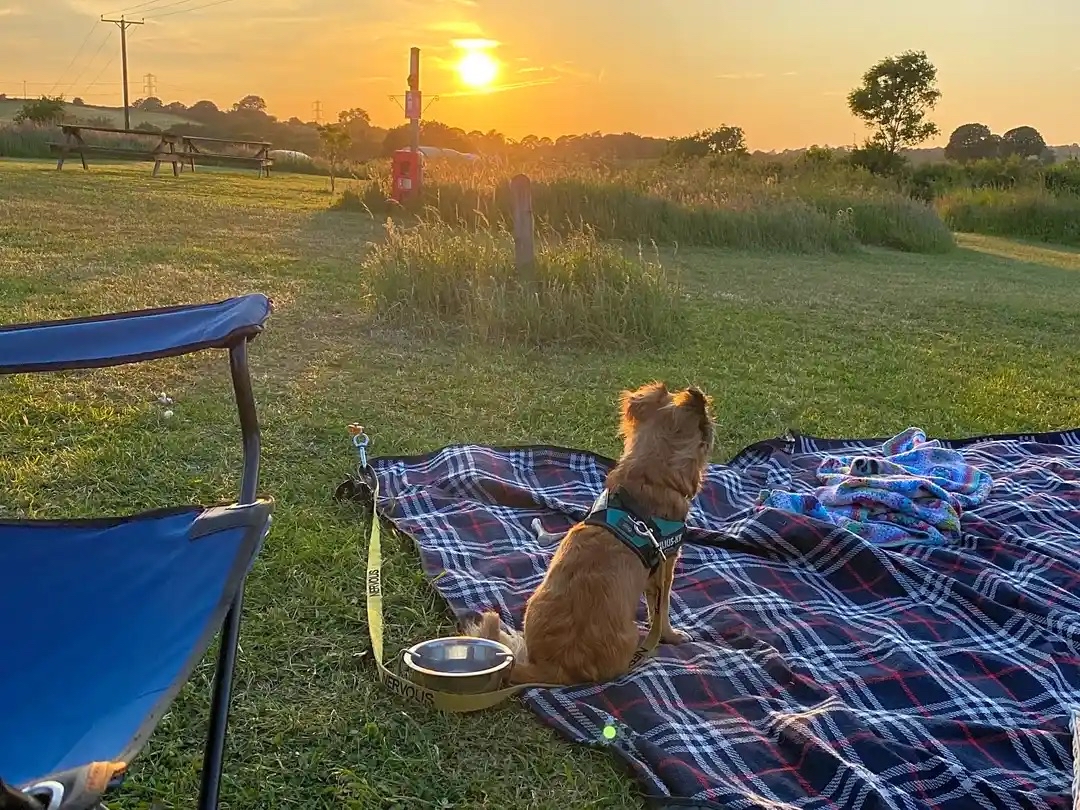 Dog sat on a picnic blanket wathing the sun set
