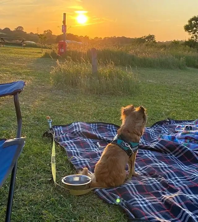 Dog sat on picnic blanket Dog sat on a picnic blanket wathing the sun set